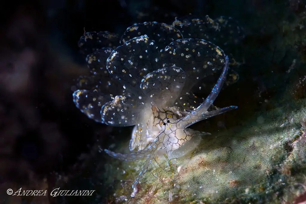 Cyerce katiae butterfly sea slug Romblon Philippines