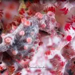 Bargibant's PygymySeahorse