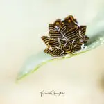 Cyerce nigra (Tiger butterfly seaslug)