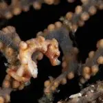 Denise Pygmy Seahorse