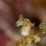 Hippocampus pontohi Pontoh's pygmy seahorse Romblon Philippines