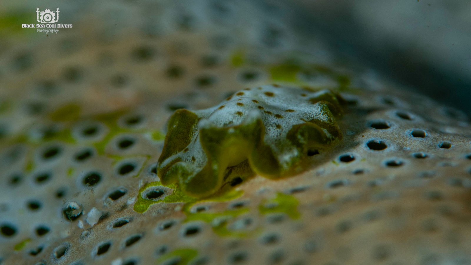 Macro photography of a sea slug on sponge substrate — marine life reference books for scuba divers Romblon Philippines