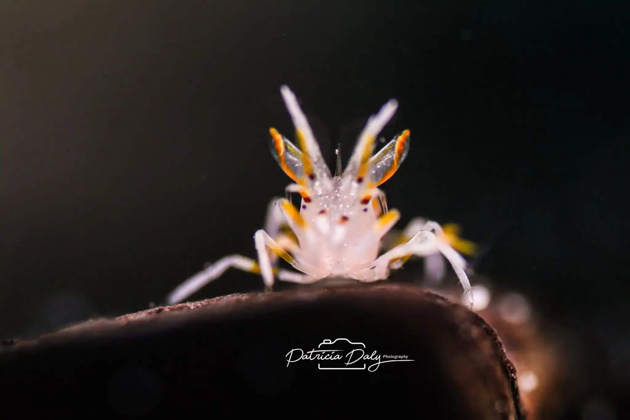 Macro Diving Romblon