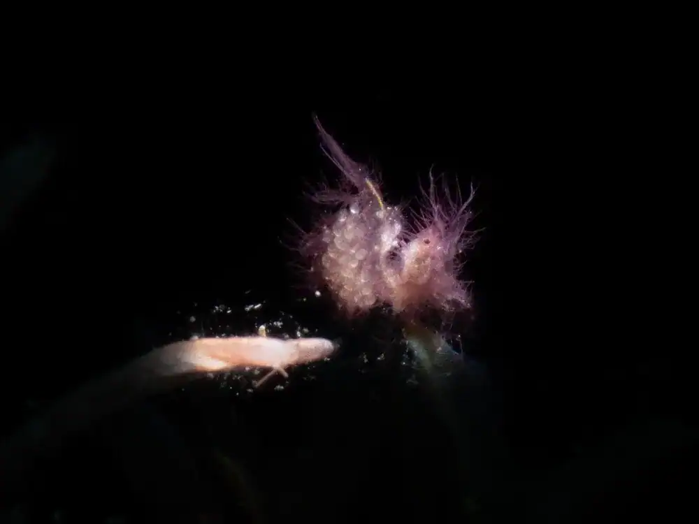 Macro Photography Romblon