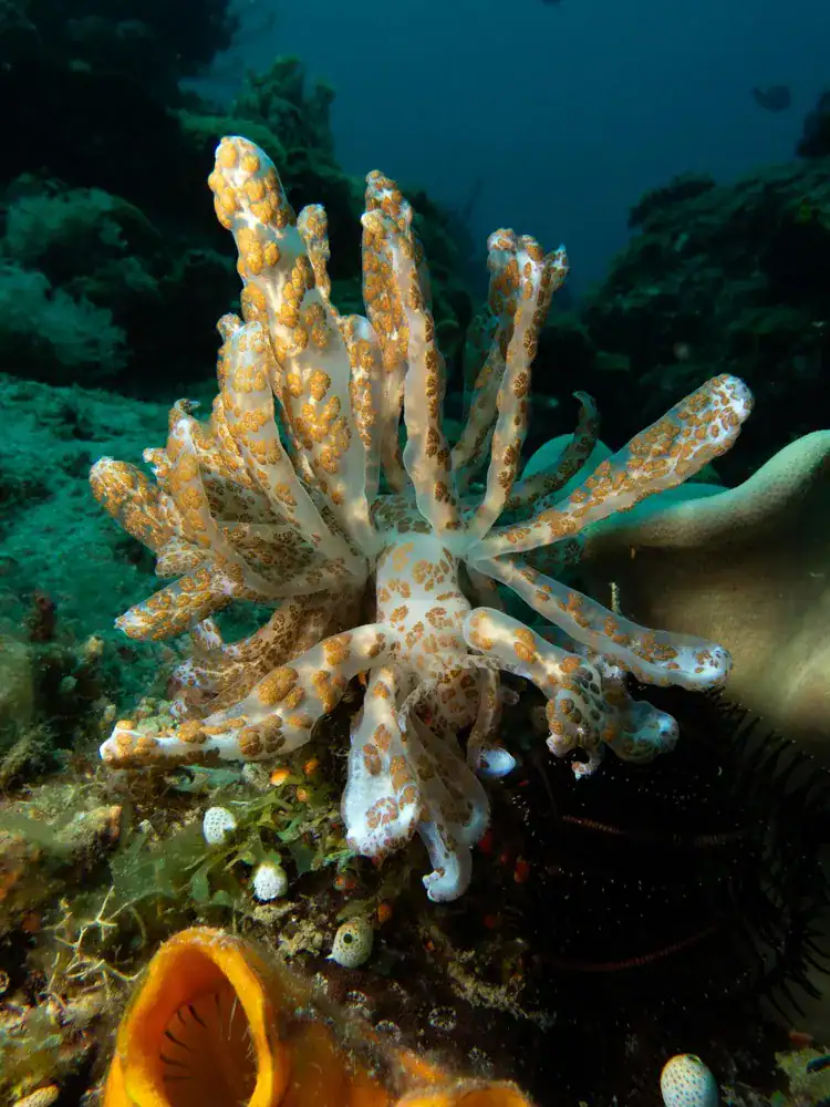 Underwater Photography Romblon