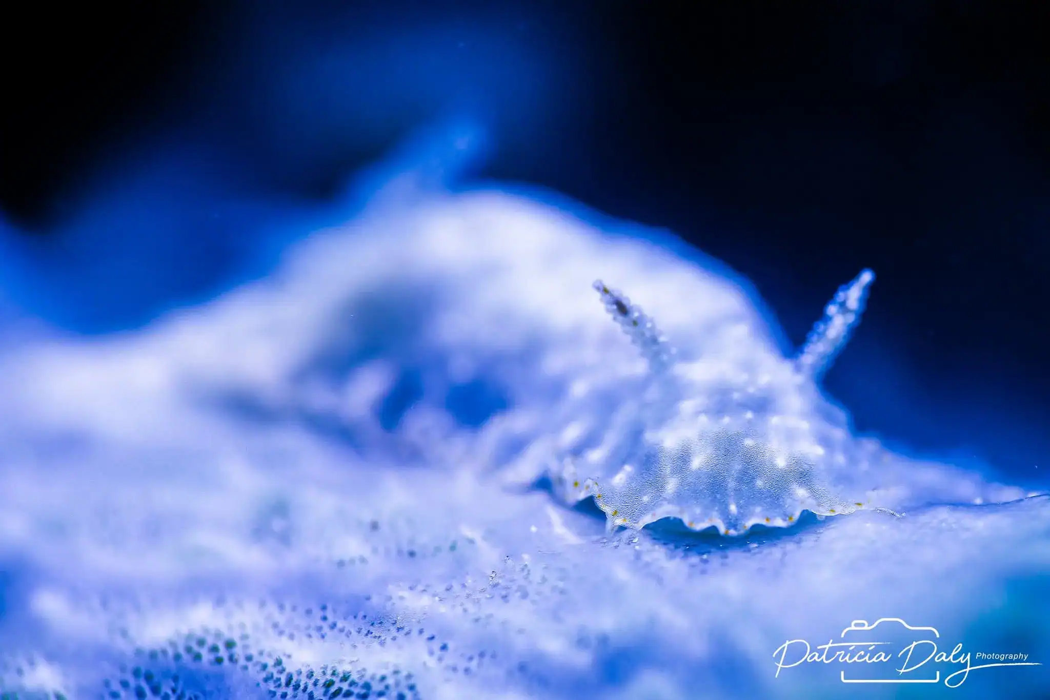 Macro Critters Romblon