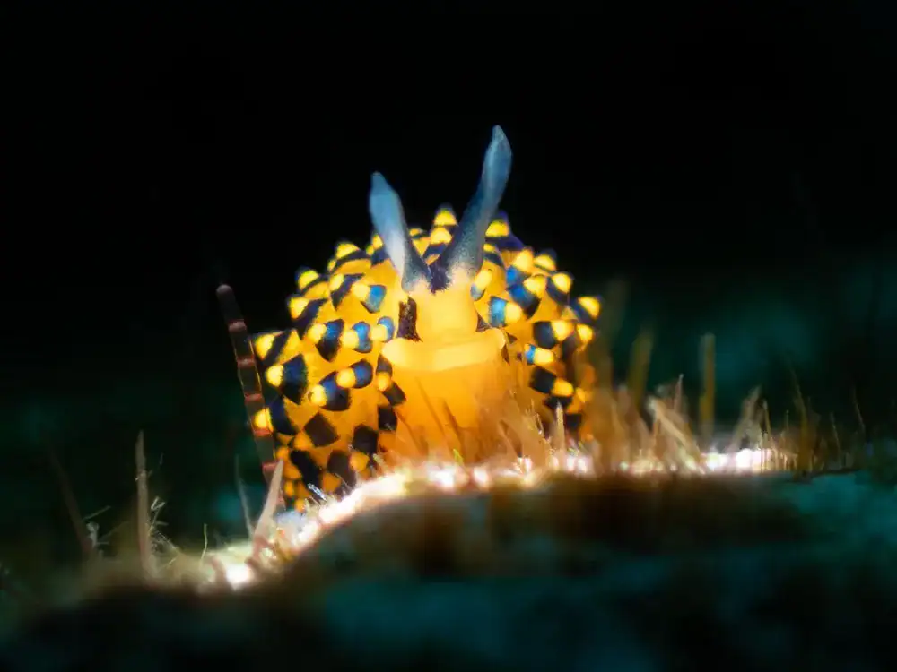 Nudibranch Romblon