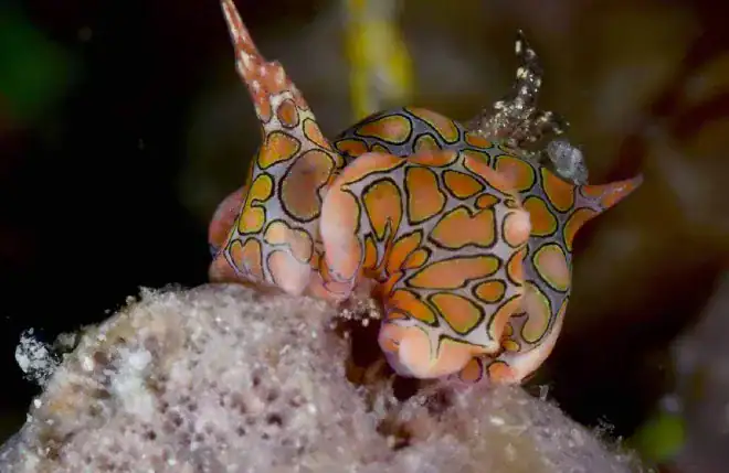 Scuba Diving Romblon