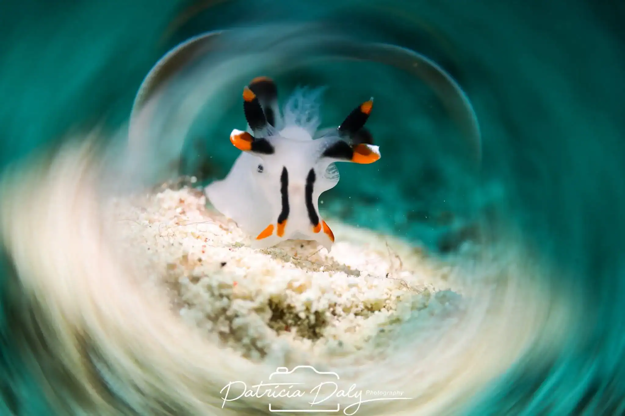 Blackwater Diving Romblon