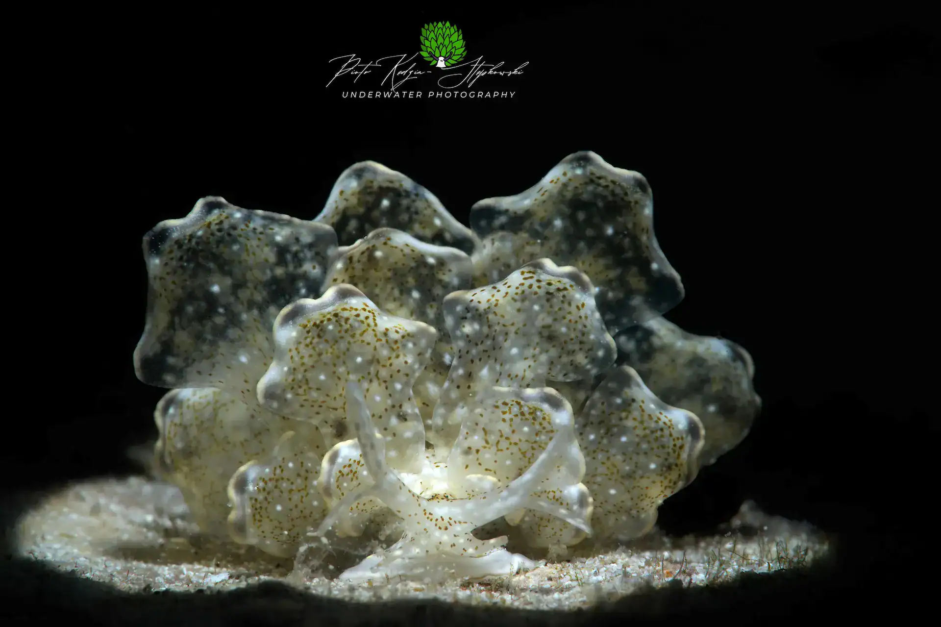 Ghost Pipefish Romblon