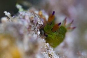 Tambja kava rare nudibranch macro photography Romblon Philippines