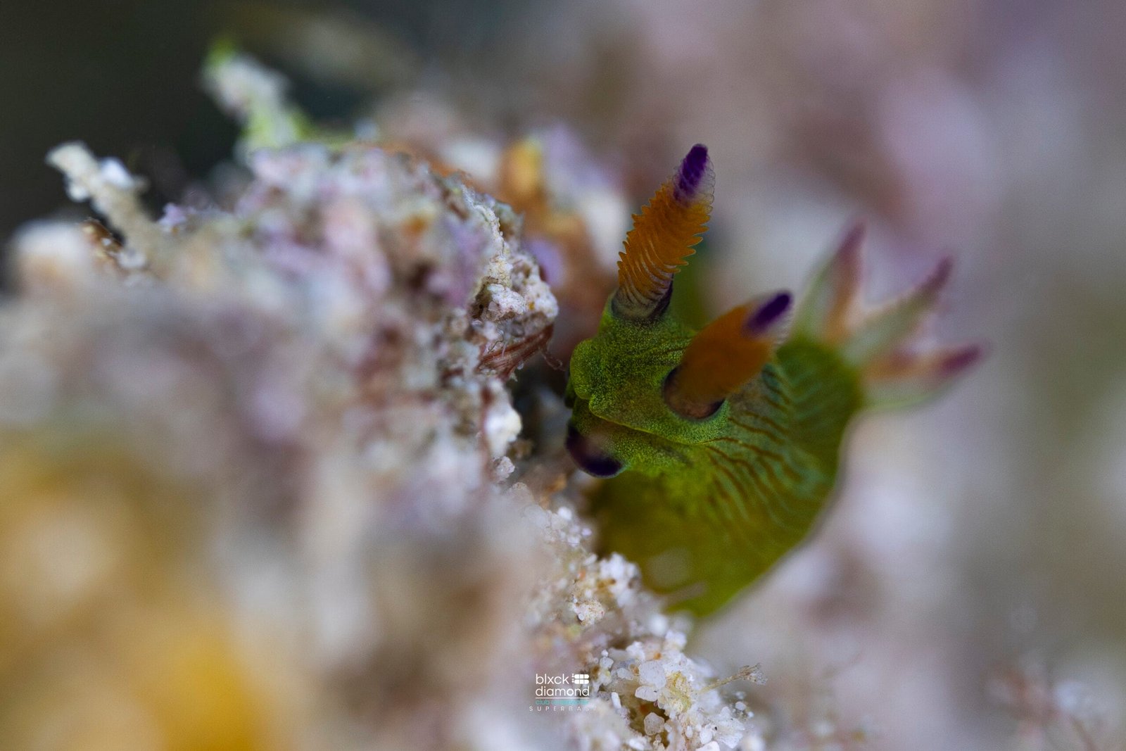 Tambja kava rare nudibranch macro photography Romblon Philippines