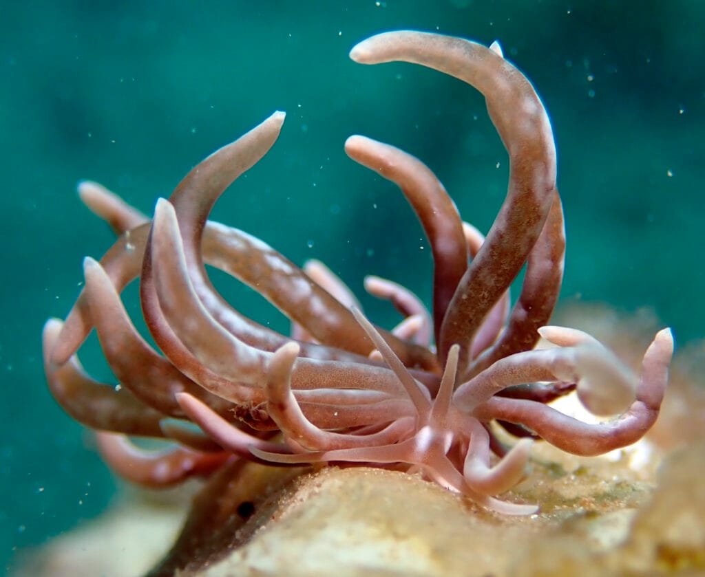 Phyllodesmium colemani nudibranch organ pipe coral Romblon