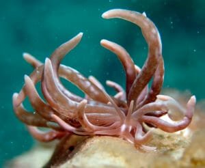 Phyllodesmium colemani nudibranch organ pipe coral Romblon