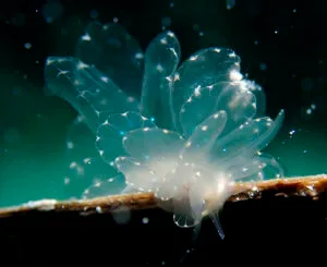 Elegant Butterfly Sea Slug