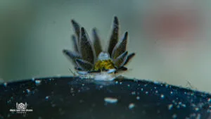 Ercolania Sea Slug