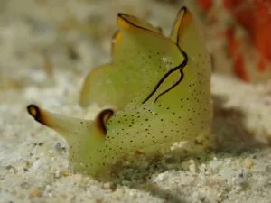 Dark-margined Sapsucking Slug