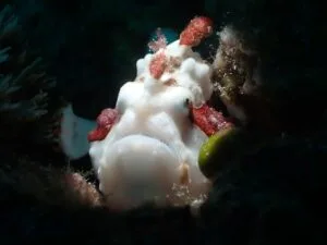 Clown Frogfish