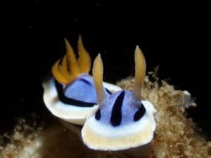 Loch's Chromodoris