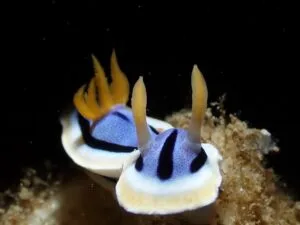 Loch's Chromodoris