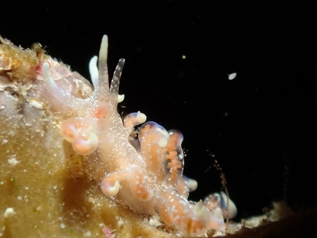 Phyllodesmium poindimiei Poindimie's Phyllodesmium Romblon Philippines