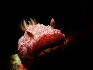Spotted Nudibranch, Reticulated Chromodorid