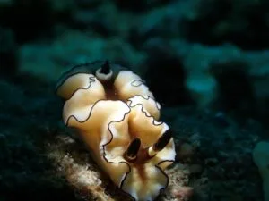 Dark-Margined Nudibranch