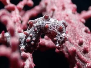 Bargibant's Pygmy Seahorse