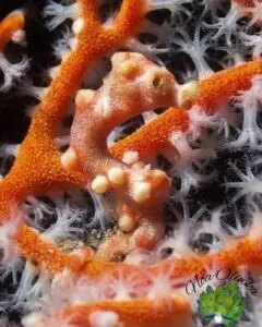 Denise's Pygmy Seahorse