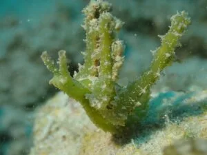 Green Parachute Slug