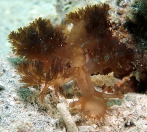 Finger-Cerata Melibe