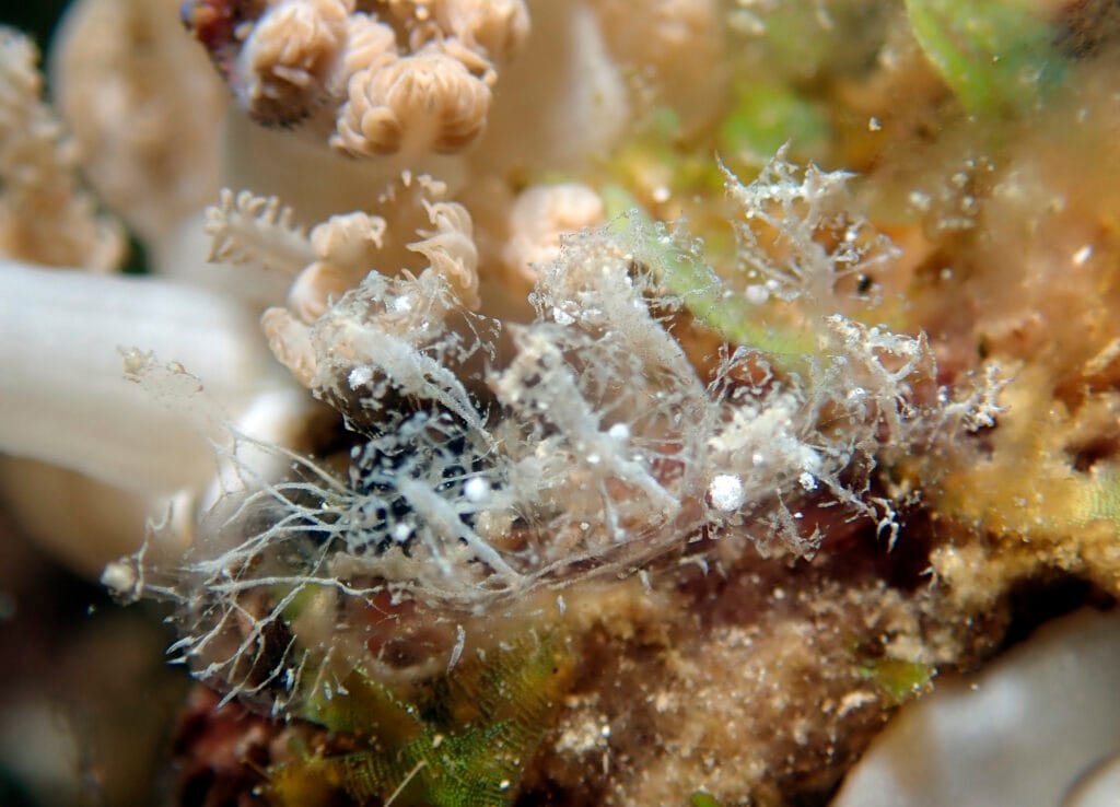 Melibe engeli ghost nudibranch Romblon Philippines