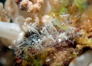 Melibe engeli ghost nudibranch Romblon Philippines
