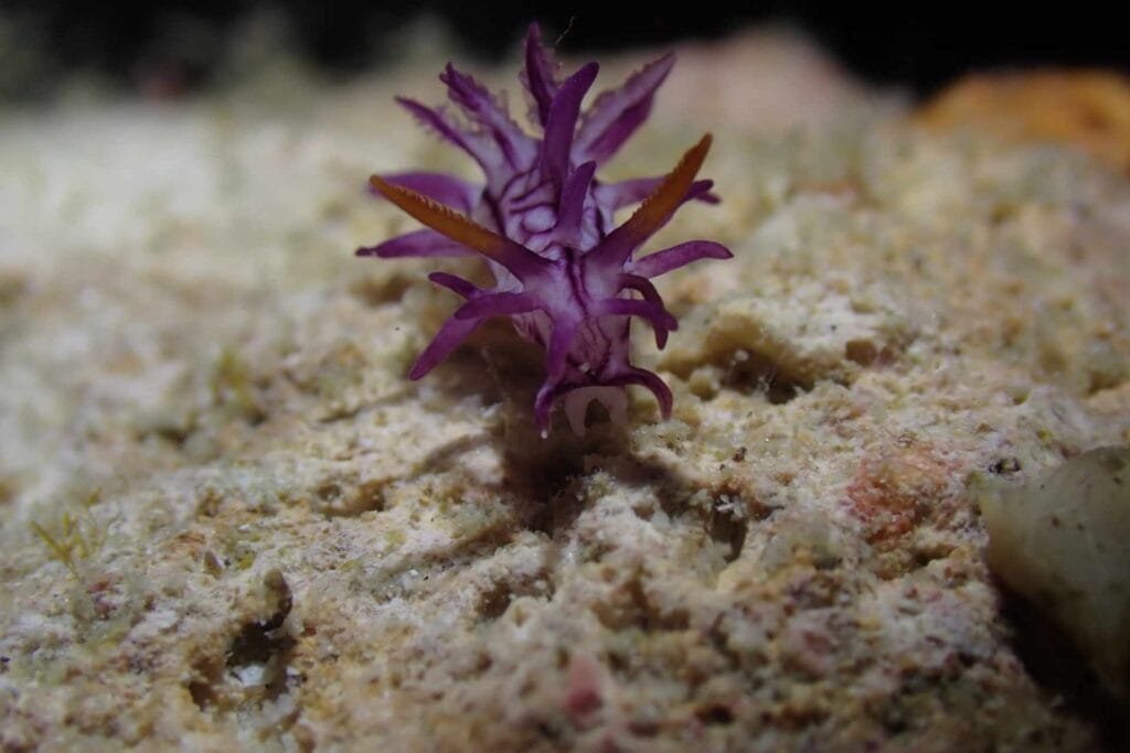 Okenia purpureolineata purple-lined nudibranch Romblon Philippines