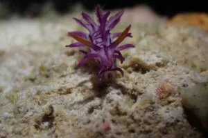 Purple-lined Okenia