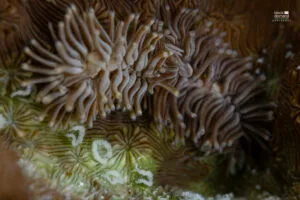 Vie's Coral Nudibranch