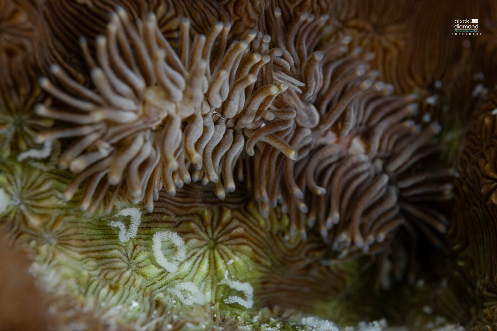 Phestilla viei nudibranch Pavona coral Romblon Philippines