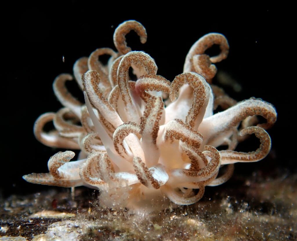 Phyllodesmium jakobsenae Xenia coral nudibranch Romblon