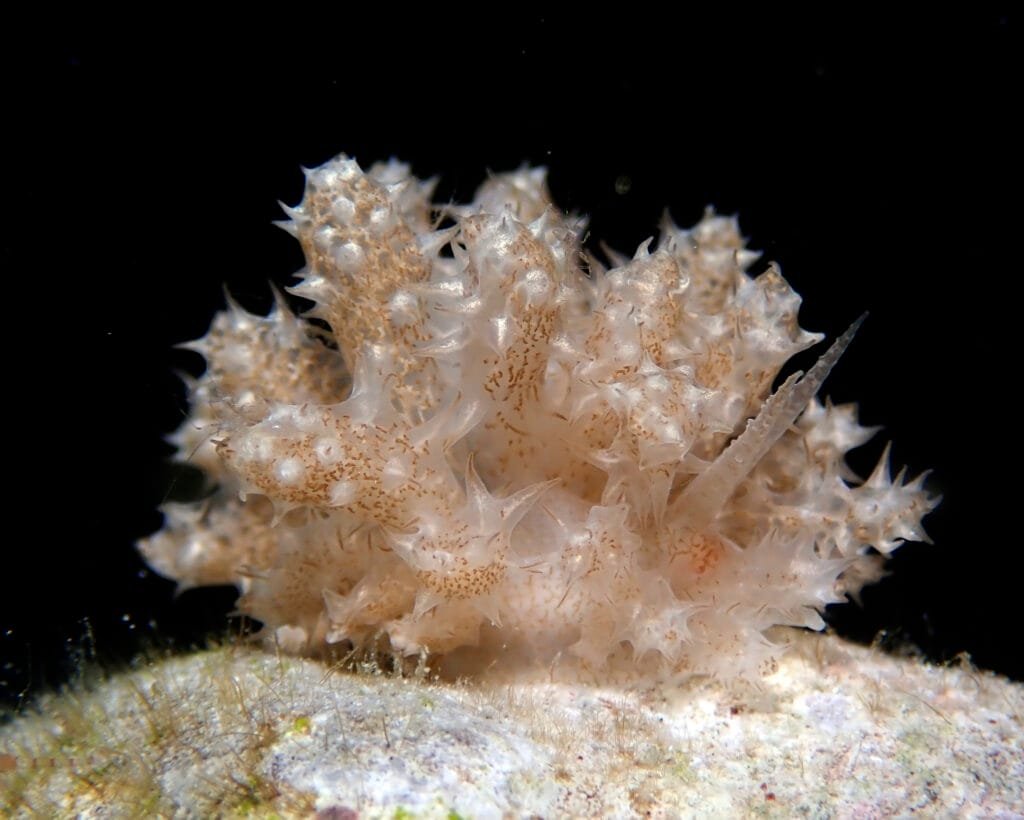 Phyllodesmium koehleri nudibranch Nephtheidae coral Romblon