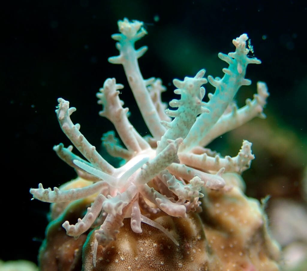 Phyllodesmium pinnatum nudibranch octocoral Romblon Philippines