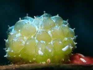 Emerald Sea Slug