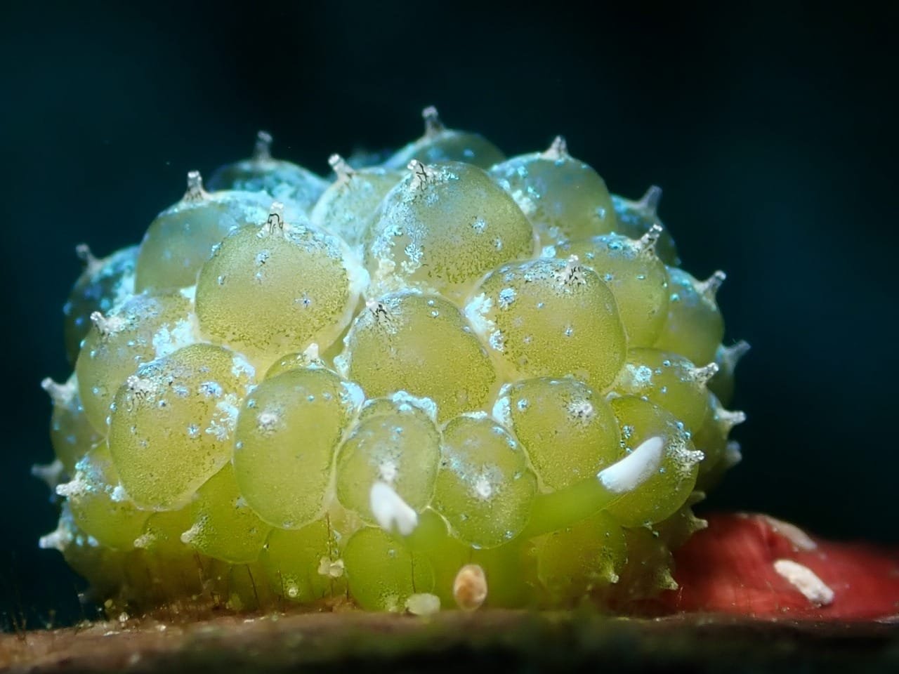 Sacoproteus smaragdinus emerald sea slug Romblon Philippines