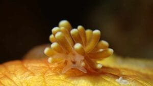 Long-cerata Sea Slug