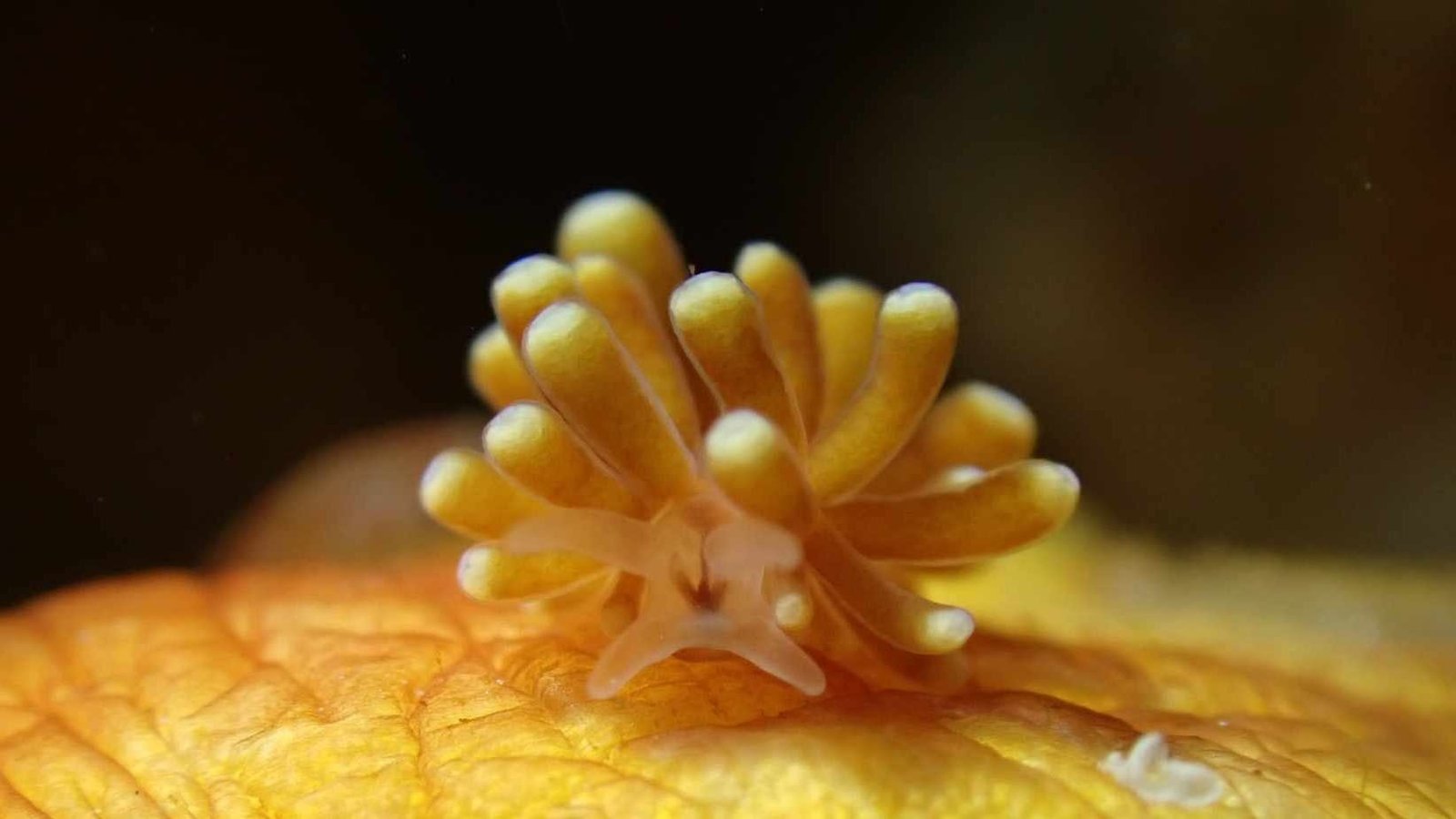 Tergiposacca longicerata rare aeolid nudibranch macro photography Romblon Philippines