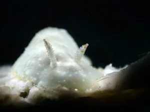 Galaxy Chromodoris
