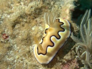 Coi's Chromodoris