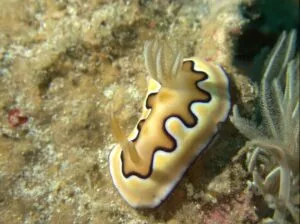 Coi's Chromodoris