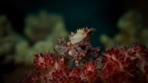 Coleman's Coral Crab, Soft Coral Crab