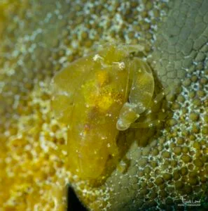 Kato's Tunicate Shrimp